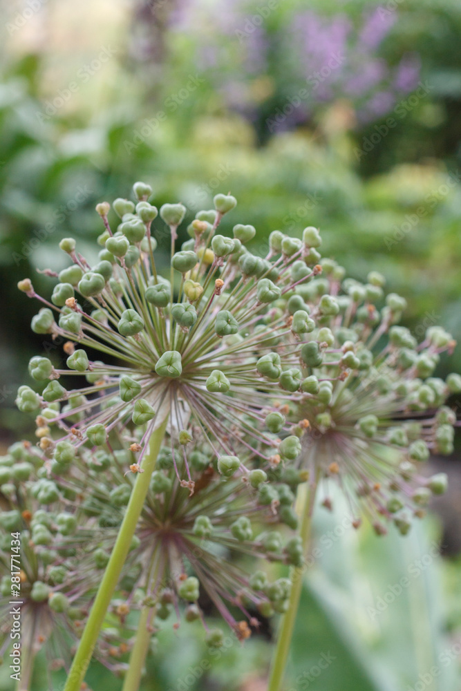 inflorescence of the plant in the form of a ball with seeds hearts inflorescence of the plant in the form of a ball with seeds hearts