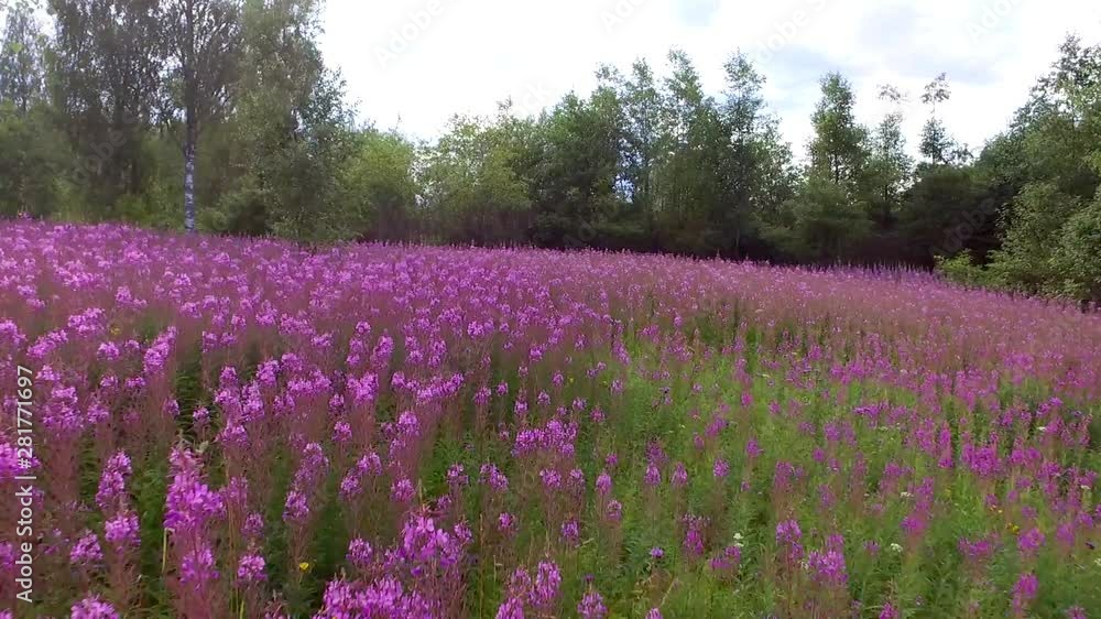 Flying over a flower field with Alaskan Epilobium fireweed. Wild healthy flowers used by people. Flying over a flower field with Alaskan Epilobium fireweed. Wild healthy flowers used by people.