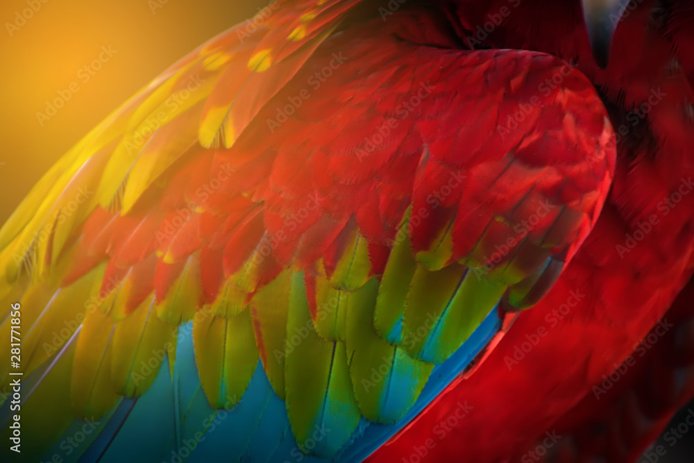 Fototapeta premium Texture of Macaw feathers.Colorful feathers.