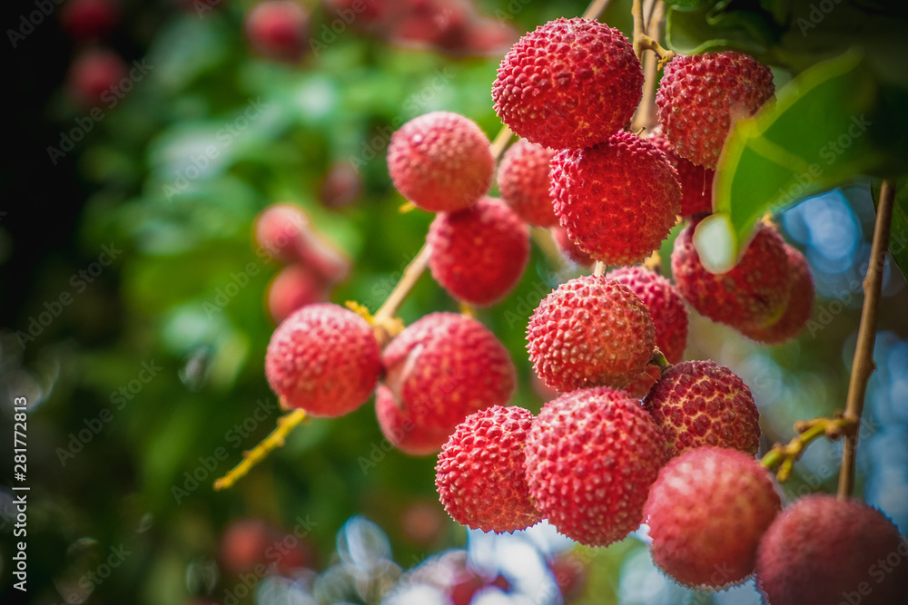 Close up ripe lychee fruits on tree in the plantation,Thailand Close up ripe lychee fruits on tree in the plantation,Thailand