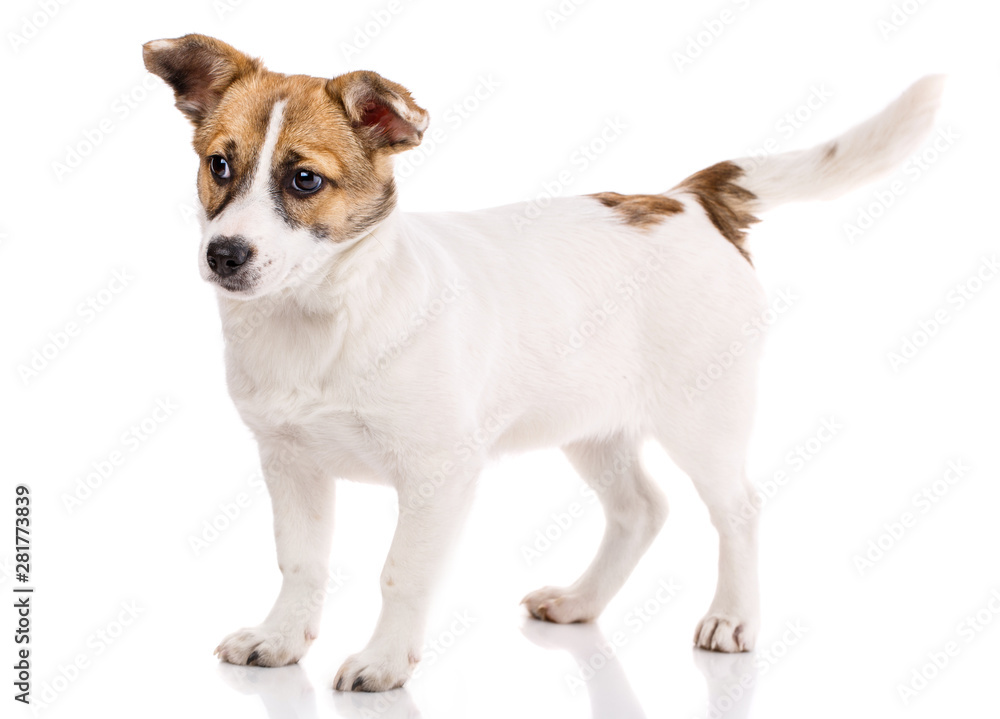 Funny puppy stands sideways. Isolated on a white background
