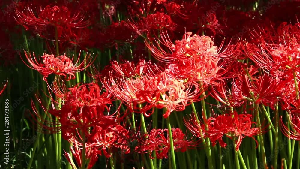 Red spider lily flowers, Saitama Prefecture, Japan Red spider lily flowers, Saitama Prefecture, Japan