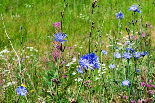 Blue-lilac flowers of food, medicinal plants chicory among the green grass in the field, in the meadow, close-up