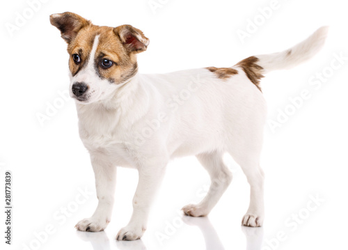 Funny puppy stands sideways. Isolated on a white background