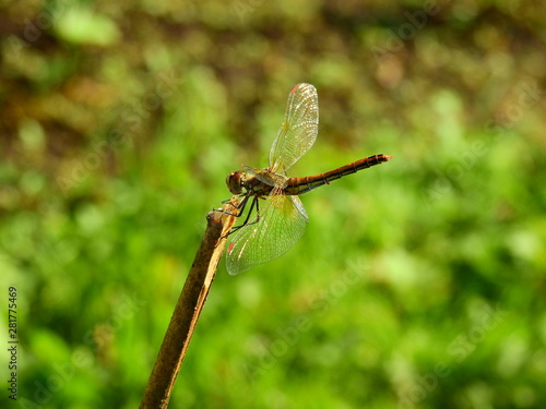 Dragonfly on twig translucent wings