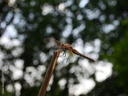 Dragonfly on twig bracing against wind © ibWR111