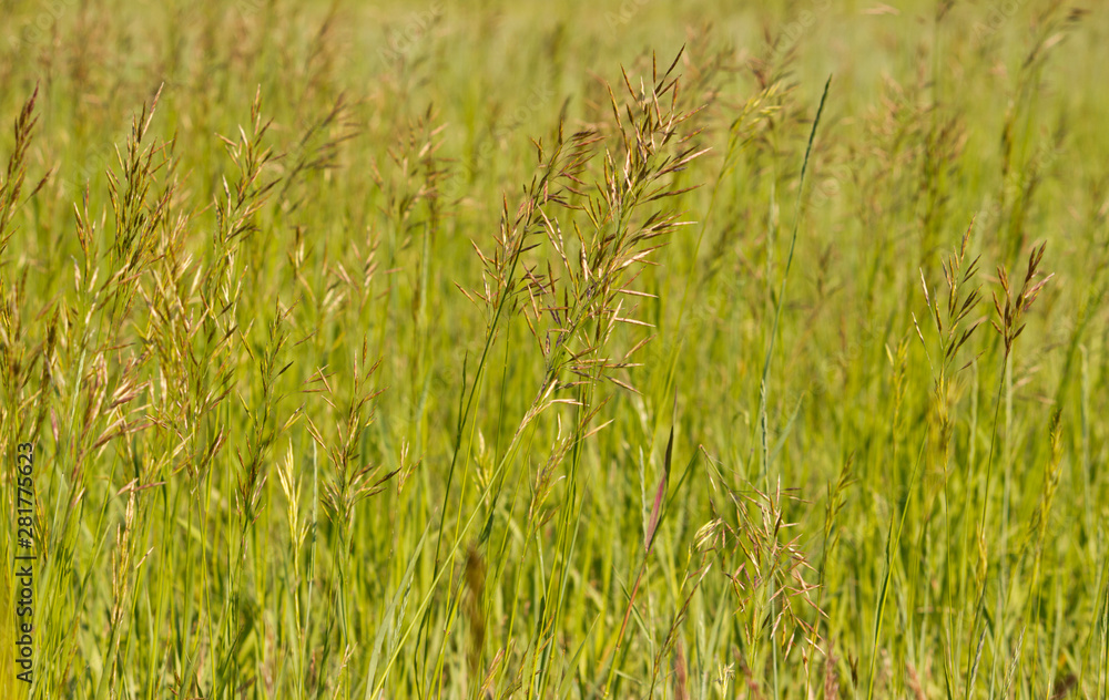 Steppe grass forms a filigree pattern at the slightest breath of wind Steppe grass forms a filigree pattern at the slightest breath of wind