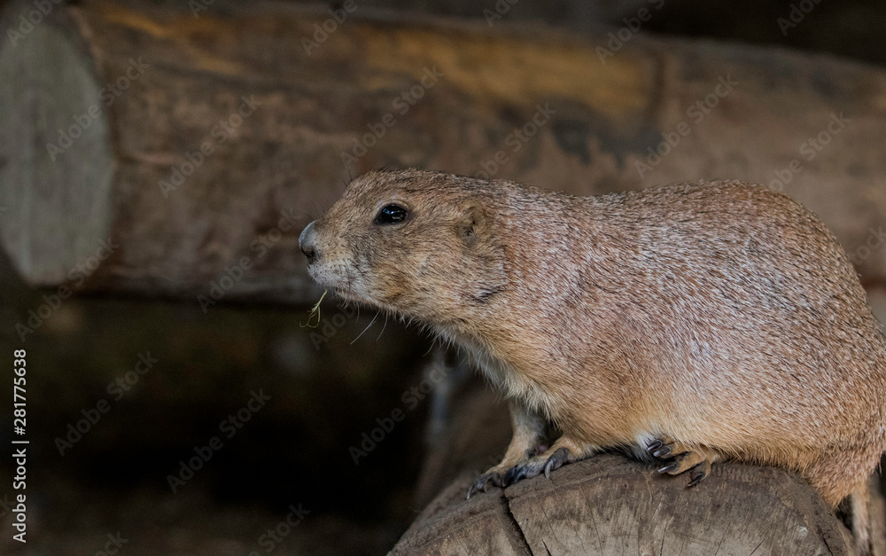 Naklejka premium prairie dog profile 