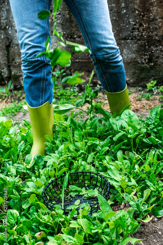 Gardner picking spinach in organic farm Gardner picking spinach in organic farm