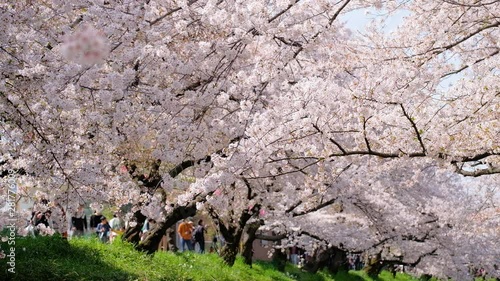満開の桜並木と花見客