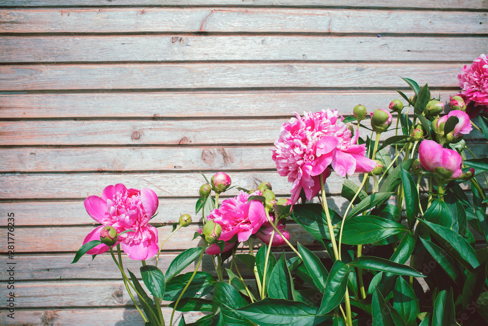 Pink peonies in the garden on a summer day on a wooden background. Blooming pink peony. Beautiful  flowers. 