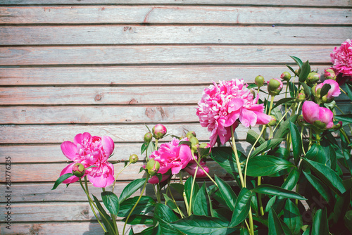 Pink peonies in the garden on a summer day on a wooden background. Blooming pink peony. Beautiful flowers. 