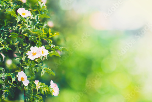 Pink rosebush in the garden on a warm sunny summer day. Flower. Background © Liliya