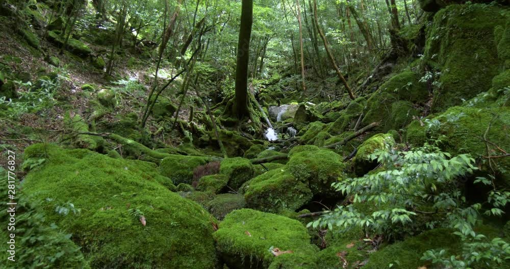 View of stream in forest, Yakushima, Kagoshima Prefecture, Japan View of stream in forest, Yakushima, Kagoshima Prefecture, Japan