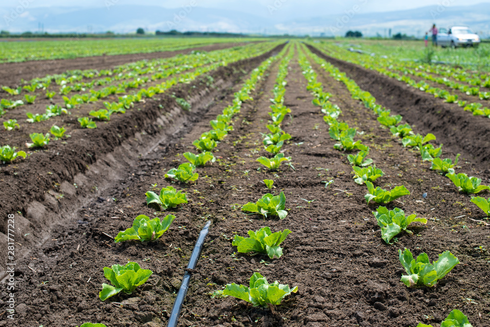 Lettuce farm on sunlight. Lettuce farm on sunlight.