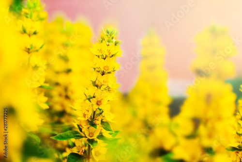Lysimachia. Yellow flowers in the garden in summer Sunny day.The main object is out of focus. Blurred. 