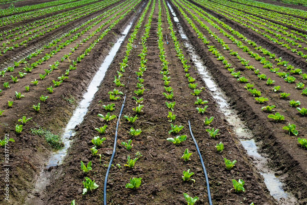 Lettuce farm on sunlight. Lettuce farm on sunlight.