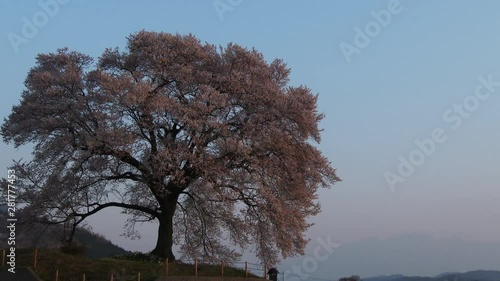 Japanese cherry tree against clear sky at sunset, Japan photo