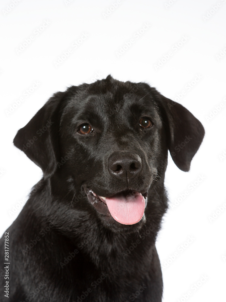 Black labrador dog portrait. Image taken in a studio with white background. Copy space, isolated on white.