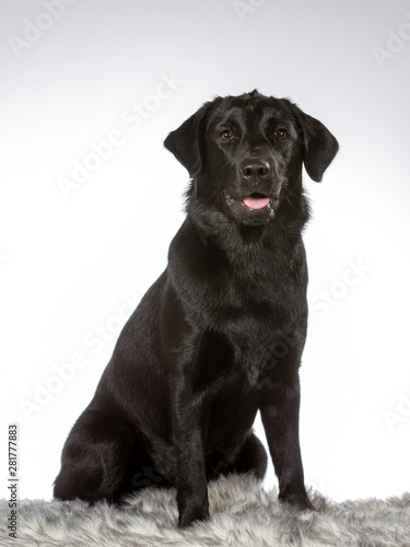 Black labrador dog portrait. Image taken in a studio with white background. Copy space, isolated on white.
