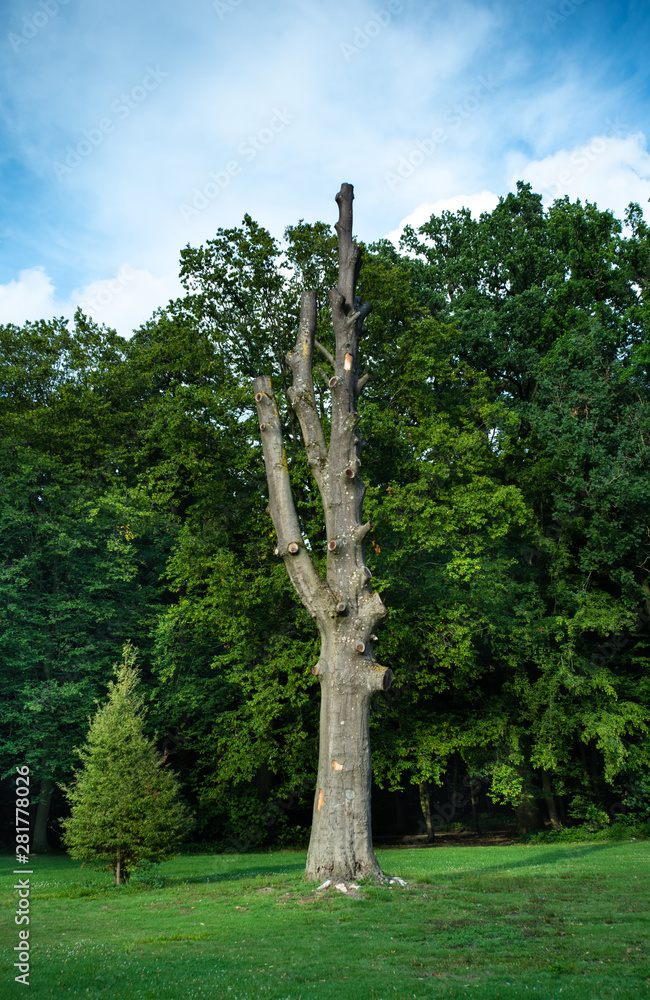 Fototapeta premium arbre sans branche dans un parc