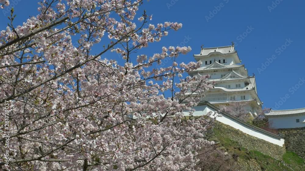 Himeji Castle and cherry blossom, Himeji, Hyogo Prefecture, Japan Himeji Castle and cherry blossom, Himeji, Hyogo Prefecture, Japan