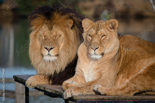 Portrait of lion and lionness