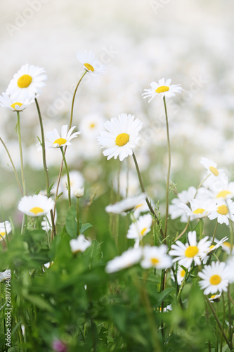 beautiful field of giant daisies.