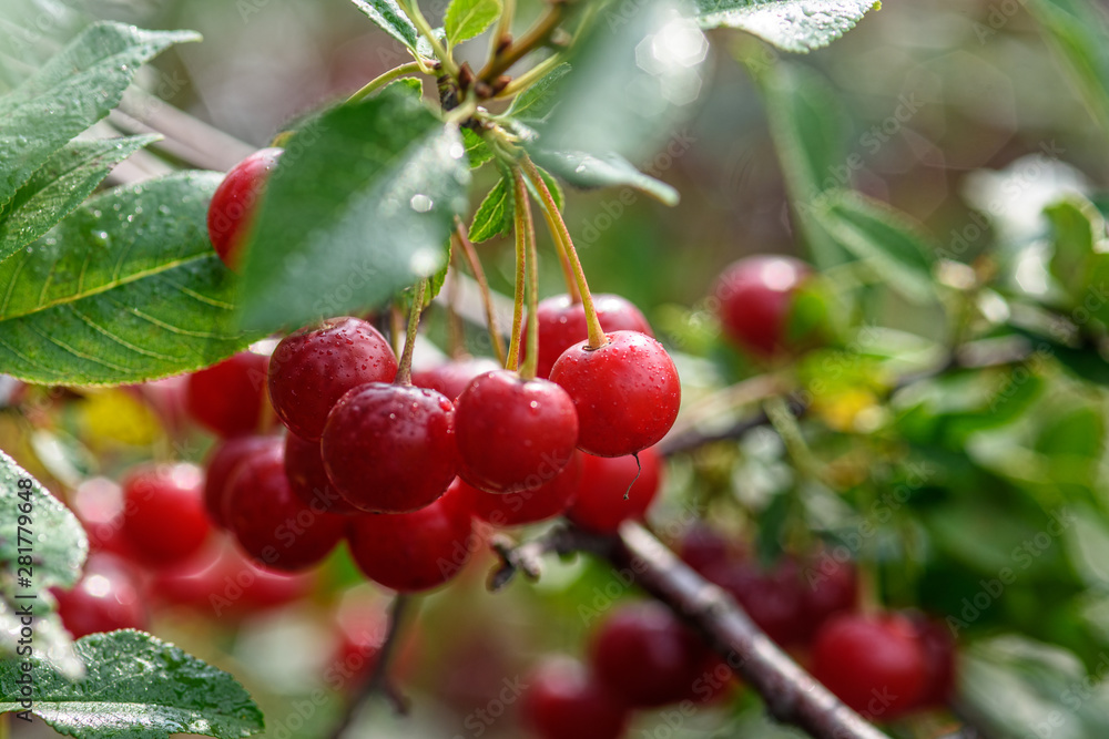 bunch of ripe red cherry berries with water drops on a green tree branch close-up bunch of ripe red cherry berries with water drops on a green tree branch close-up