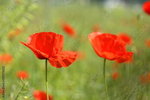 poppy field.