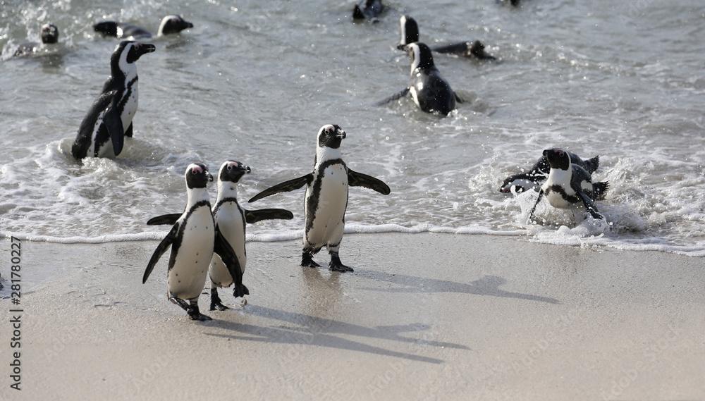 Obraz premium funny penguins on a beach in south africa.
