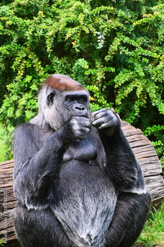 a gorilla in a moment of rest