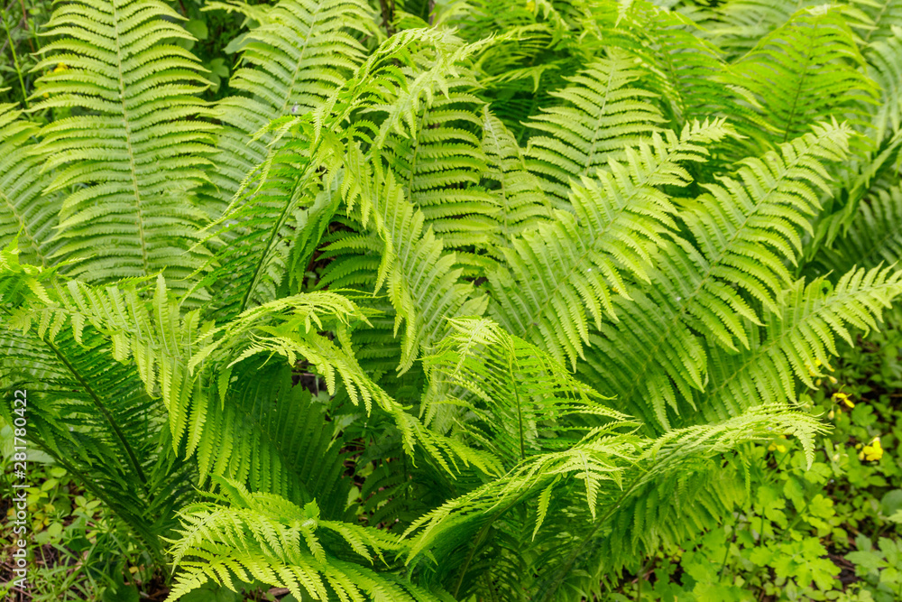 Green fern in a forest Green fern in a forest
