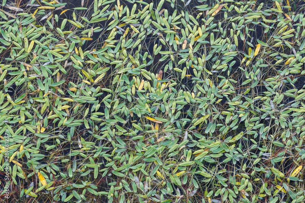 Potamogeton. Espiga, pasto, hierba, lila de agua. Humedal con hojas y tallos flotantes. Potamogeton. Espiga, pasto, hierba, lila de agua. Humedal con hojas y tallos flotantes.