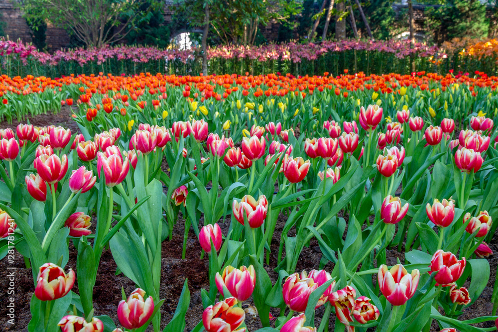 Beautiful flowers in the garden suitable for save environment poster and valentines day background wallpaper.