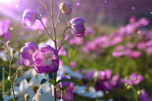 Sommer Blumen Wiese - Grußk...