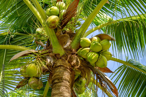 coconut tree from low view to top view suitable for wallpaper background and web background.