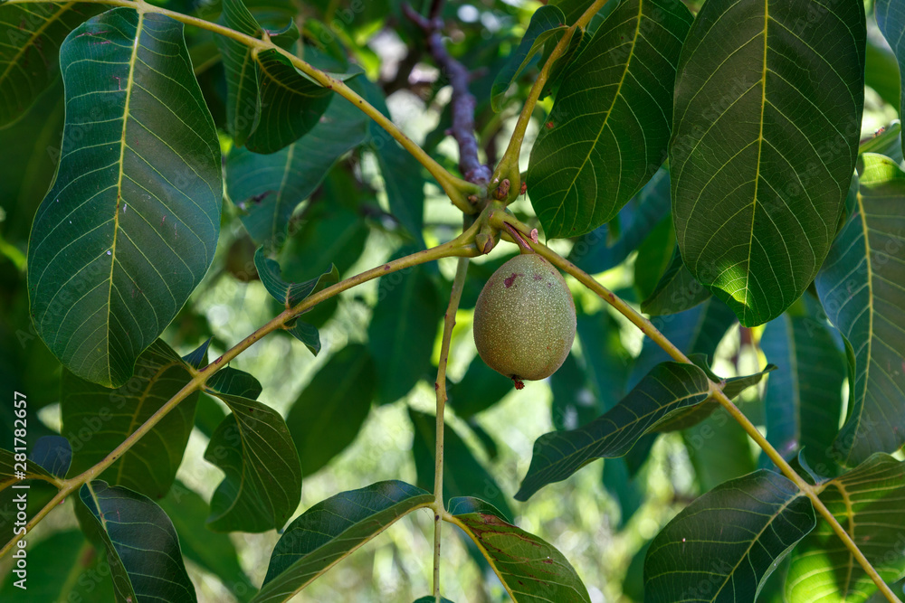 Obraz premium Fruto y hojas de Nogal Común. Juglans regia.