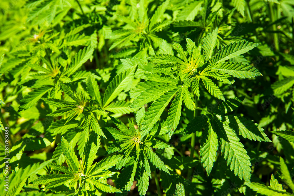 Green bushes of marijuana. Close up view of a marijuana cannabis bud. Green bushes of marijuana. Close up view of a marijuana cannabis bud.