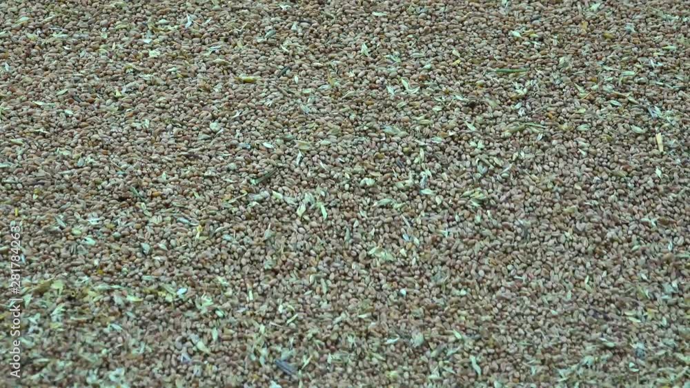 Grains are slowly falling. Industrial container with yellow grain. Grains are slowly falling. Industrial container with yellow grain.