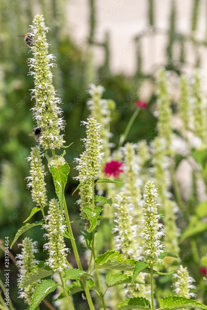Naklejka premium Agastache urticifolia 'Weiße Kerze'