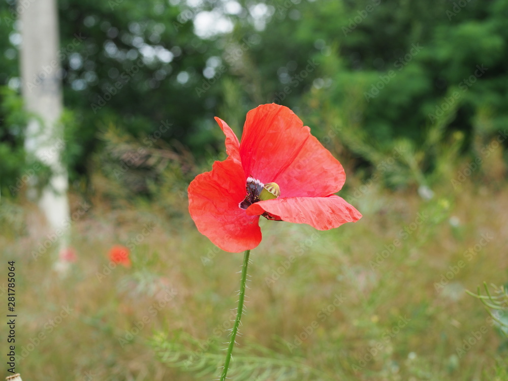 poppy. a herbaceous plant with showy flowers, milky sap, and rounded seed capsules. drugs such as morphine and codeine poppy. a herbaceous plant with showy flowers, milky sap, and rounded seed capsules. drugs such as morphine and codeine