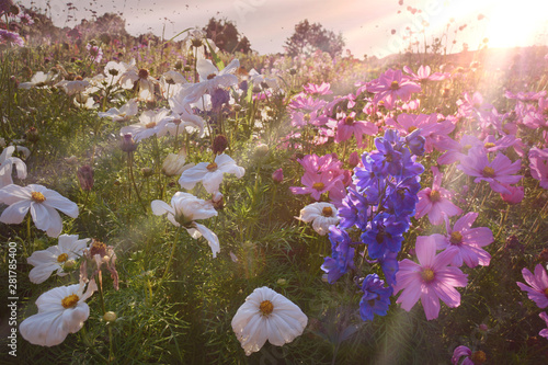 Blumen Feld im Sommer - Blu...