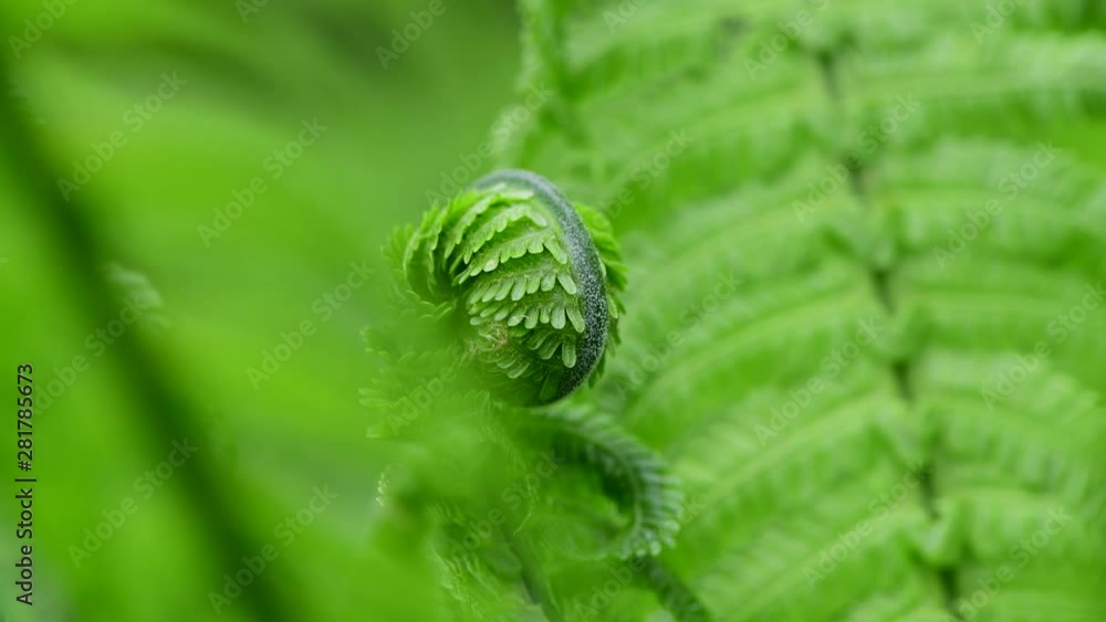 Nice spring time green flora macro video 4k Nice spring time green flora macro video 4k