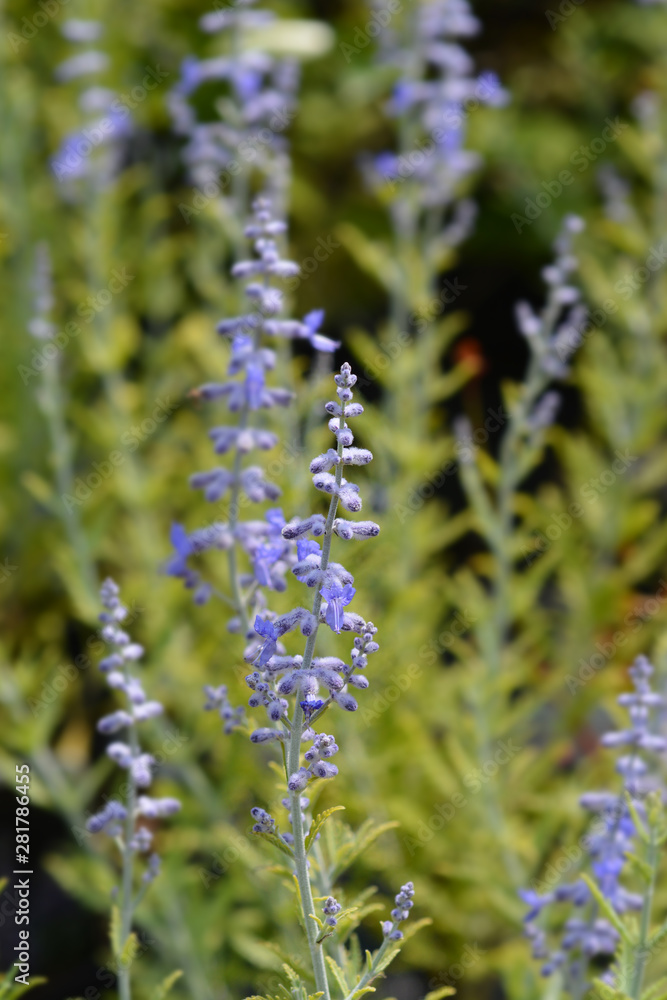 Obraz premium Lacey Blue Russian sage