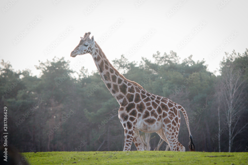 Obraz premium giraffe in the zoo
