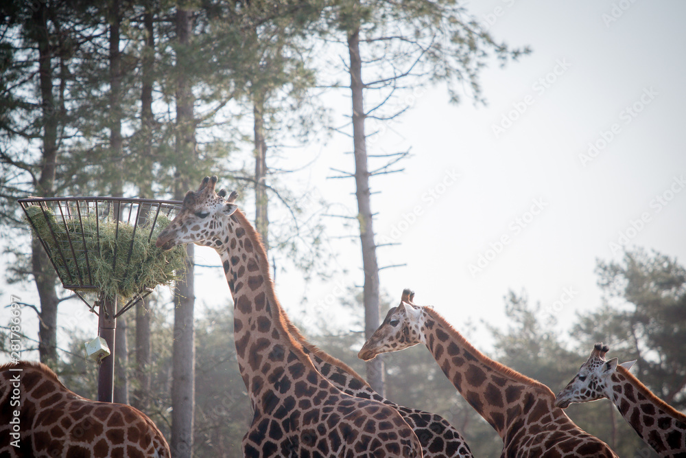 Fototapeta premium giraffes in the zoo