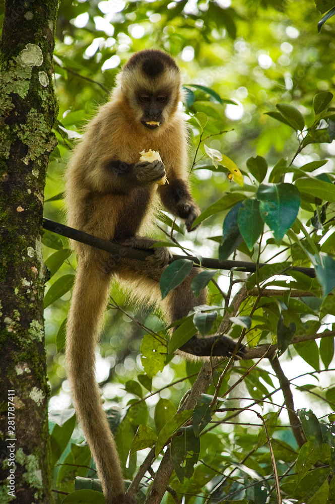 Fototapeta premium Macaco
