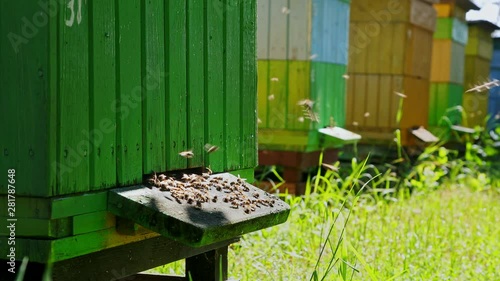Closeup of wooden beehives and flying bees in garden, Poland