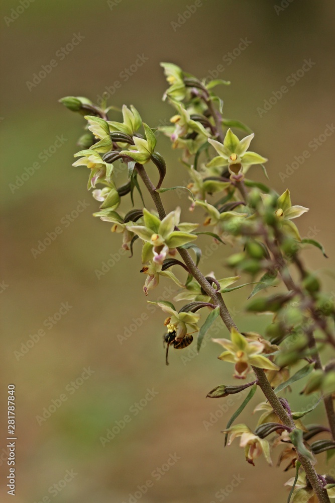 Violette Stendelwurz (Epipactis purpurata) mit bestäubender Wespe Violette Stendelwurz (Epipactis purpurata) mit bestäubender Wespe
